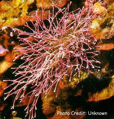  Amphiroa cryptarthrodia (Branching Coralline Algae)