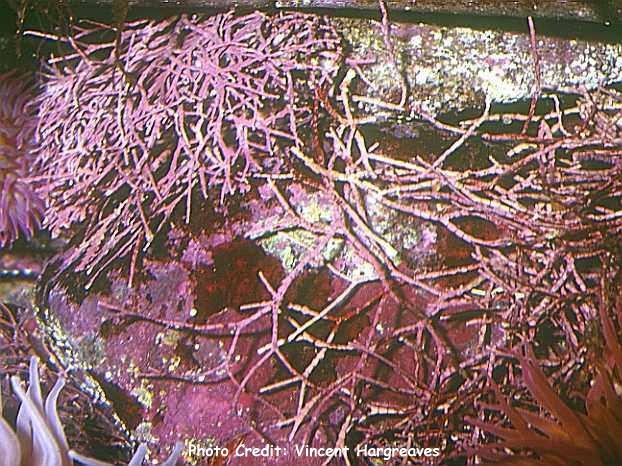  Amphiroa fragilissima (Branching Coralline Algae)