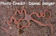  Amphiura filiformis (Brittle Star)