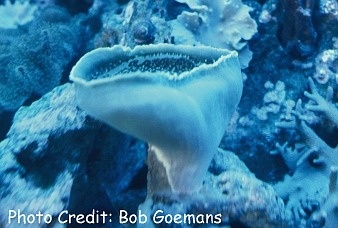  Amplexidiscus fenestrafer (Elephant Ear Coral, Giant Cup Mushroom)