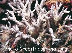  Anacropora forbesi (Briar Coral)