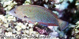  Anampses caeruleopunctatus (Bluespotted Wrasse)