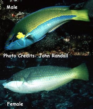  Anampses elegans (Elegant Wrasse)