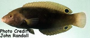  Anampses geographicus (Geographic Wrasse)
