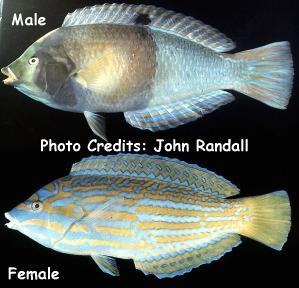  Anampses lennardi (Blue & Yellow Wrasse)