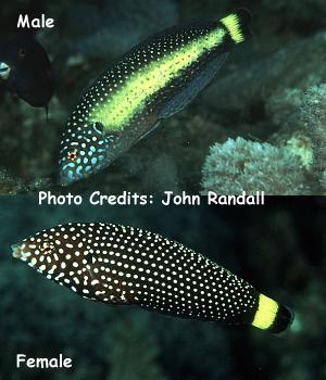  Anampses melanurus (White-spotted Wrasse)