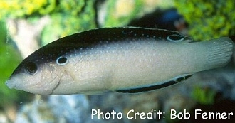  Anampses neoguinaicus (New Guinea Wrasse)