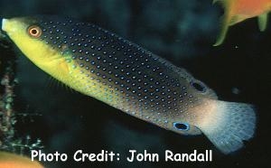  Anampses twistii (Yellowbreasted Wrasse)