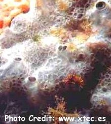  Phorbas tenacior (Blue Encrusting Sponge)