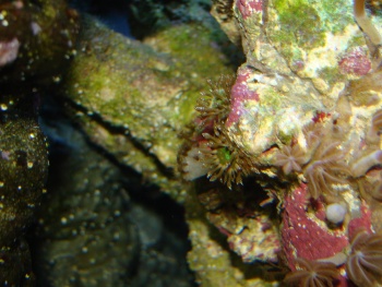  Anemonia manjano (Majano Anemone)