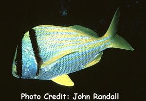  Anisotremus virginicus (Porkfish)