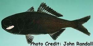  Anomalops katoptron (Twofin Flashlight Fish, Great Flashlight Fish, Splitfin Flashlight )