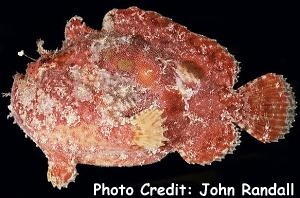  Antennarius coccineus (Scarlet Frogfish, Freckled Frogfish)