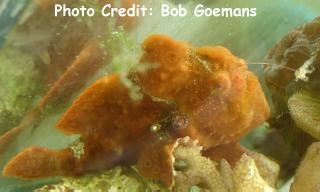  Antennarius commerson (Commerson’s Frogfish, Giant Frogfish, Colored Angler Frogfish)