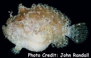  Antennarius duescus (Side-jet Frogfish)