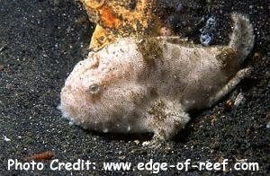  Antennarius hispidus (Hispid Frogfish, Shaggy Frogfish)