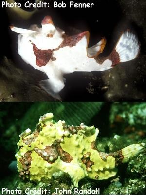  Antennarius maculatus (Wartskin Frogfish, Clown Frogfish)