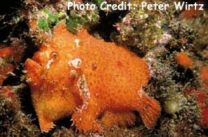  Antennarius nummifer (Spotfin Frogfish, Coinbearing Frogfish, Whitefinger Frogfish)