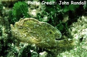  Antennarius pauciradiatus (Dwarf Frogfish)