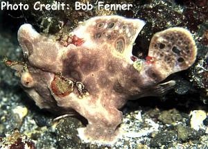  Antennarius pictus (Painted Frogfish)