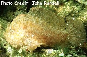  Antennarius randalli (Randall's Frogfish)