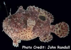  Antennarius rosaceus (Spiny-tufted Frogfish)