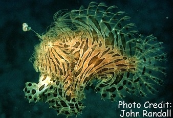  Antennarius striatus (Striated Frogfish)