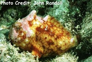  Antennarius tuberosus (Tuberculated Frogfish, Pygmy Frogfish)