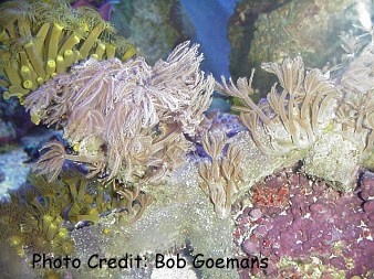  Anthelia glauca (Waving-hand Coral, Pulse Coral, Feather Coral, Glove Coral)