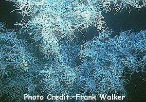  Antipathes galapagensis (Black Coral, Little Thorn Coral)