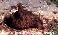  Aplysia depilans (Depilatory Sea Hare)