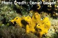  Aplysina aerophoba (Golden Tube Sponge)