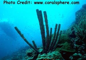  Aplysina archeri (Stovepipe Sponge)