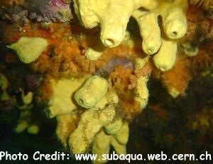  Aplysina cavernicola (Yellow Cave Sponge)
