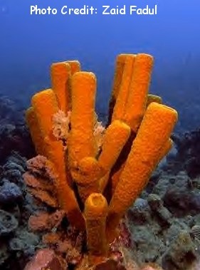  Aplysina fistularis (Yellow Tube Sponge)