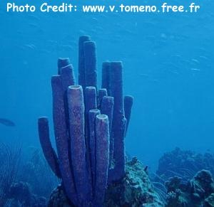  Aplysina lacunosa (Convoluted Barrel Sponge )