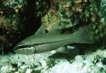  Apogon abrogramma (Lateralstripe Cardinalfish)