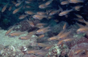  Apogon affinis (Bigtooth Cardinalfish)
