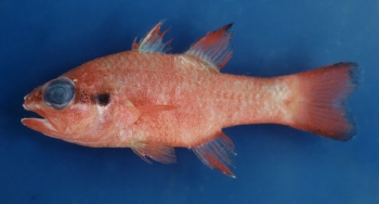  Apogon americanus (Brazilian Flamefish)