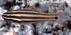  Apogon angustatus (Broadstriped Cardinalfish)