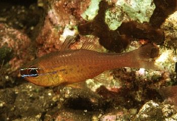  Apogon apogonoides (Short-tooth Cardinalfish)