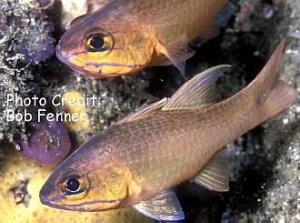  Apogon aureus (Ringtail Cardinalfish)