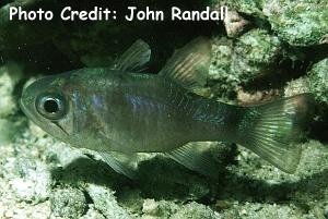  Apogon bandanensis (Bigeye Cardinalfish)