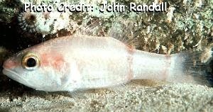  Apogon binotatus (Barred Cardinalfish)