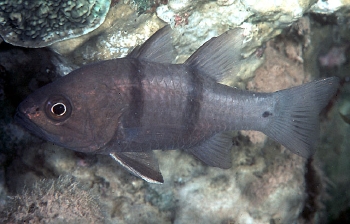  Apogon cathetogramma (Unknown)