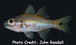  Apogon cavitensis (Whiteline Cardinalfish)