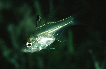  Apogon ceramensis (Mangrove Cardinalfish)