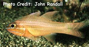  Apogon chrysotaenia (Yellowlined Cardinalfish)