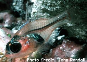  Apogon coccineus (Ruby Cardinalfish)