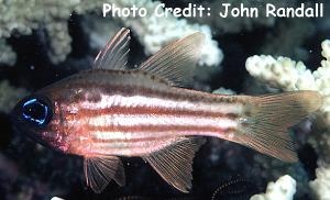  Apogon compressus (Ochre-striped Cardinalfish)